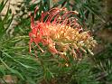 Grevillea Superb